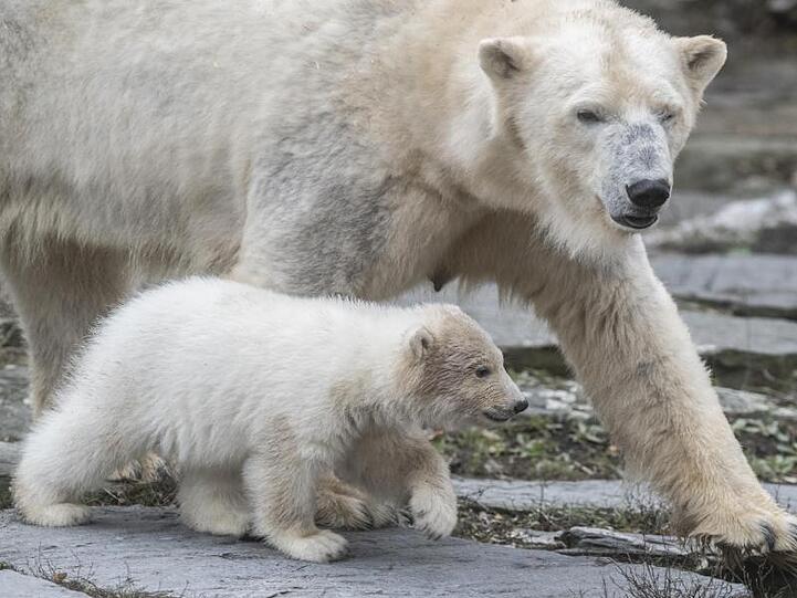 Die kleine Eisbärin im Tierpark. Immer in der Nähe ist Mutter Tonja.