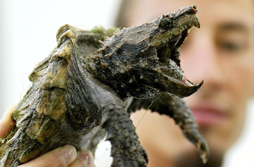 In Franken soll wieder eine Schnappschildkröte aufgetaucht sein.