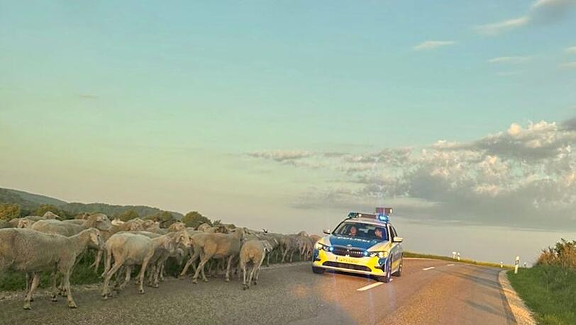 Ein Streifenwagen steht neben einer Schafherde in Schwaben.