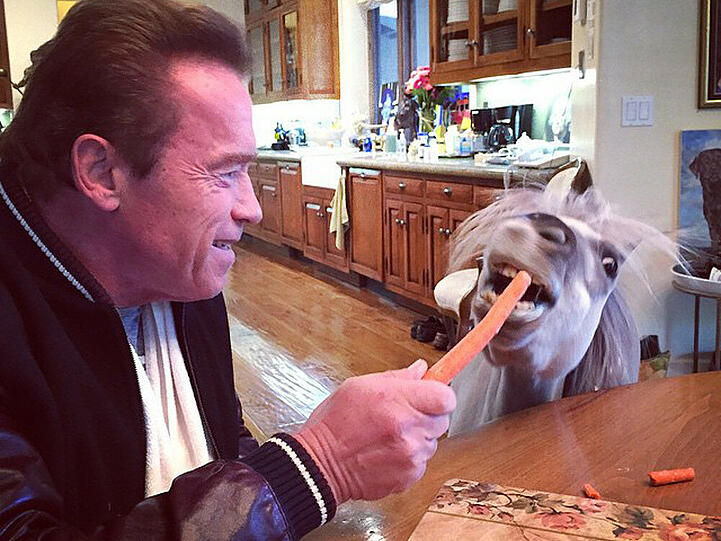 Arnold Schwarzenegger behauptet, dass sein Pony Whiskey ihm jeden Morgen sein Frühstück wegfuttert