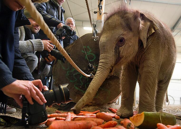 Die Ärzte versuchten Lola vergeblich wiederzubeleben. &bdquo;Es war immer unsere größte Sorge, dass das Blutgerinnsel im Herz eine Embolie verursacht, was den sofortigen Tod bedeutet. Genau das ist leider passiert.&ldquo;