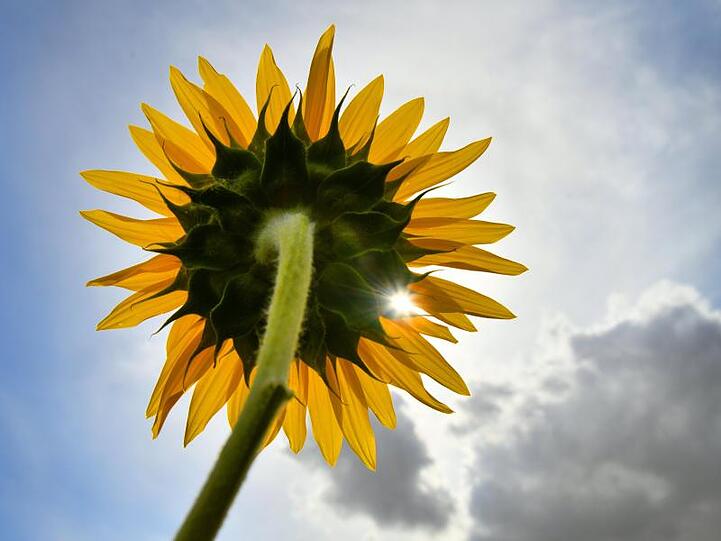 Ein Sonnenstrahl scheint durch die Blüte einer Sonnenblume. Foto: Frank May/zb/dpa/Symbolbild