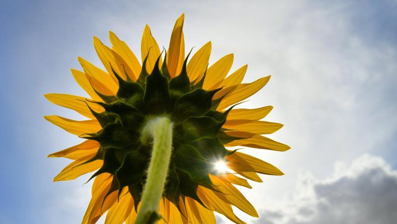 Ein Sonnenstrahl scheint durch die Blüte einer Sonnenblume. Foto: Frank May/zb/dpa/Symbolbild Ein Sonnenstrahl scheint durch die Blüte einer Sonnenblume. Foto: Frank May/zb/dpa/Symbolbild