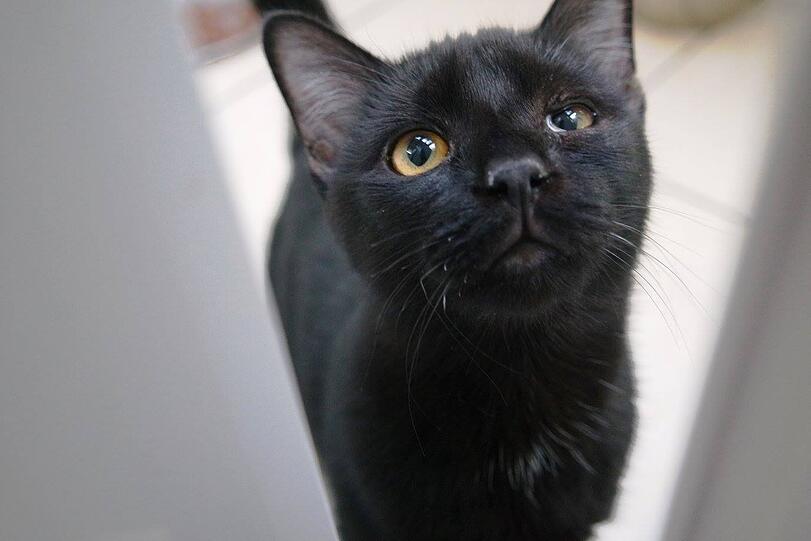 Die Polizei fand in einer Nürnberger Einzimmerwohnung 48 verwahrloste Katzen.