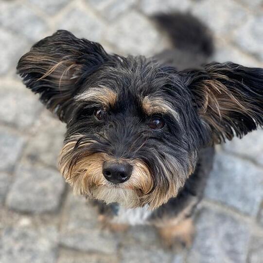 Oswald