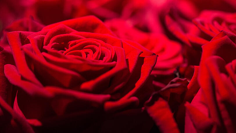Rote Rosen, ein Symbol der Liebe und Leidenschaft, sind ein absoluter Klassiker am Valentinstag.