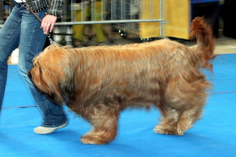 Auch der Briard muss sich der Bewertung stellen.