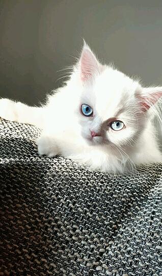 Kitty