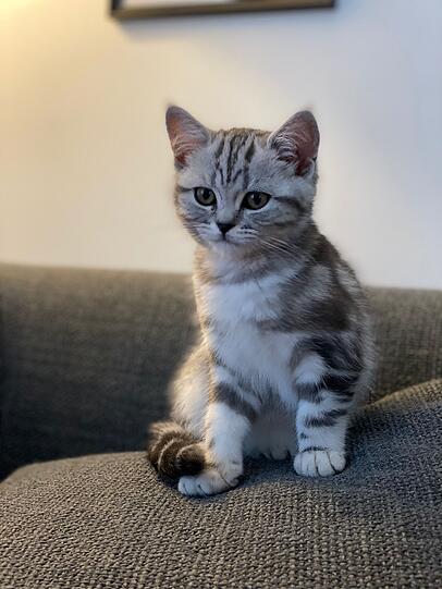 Nala