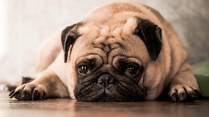 Er ist so etwas wie das Symbol von Qualzüchtungen - der Mops.