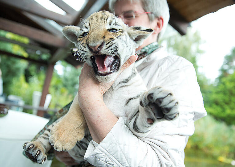 Die Tierärztin Doris Tesch hält das Tigerbaby im Wildkatzenzentrum in Tempelfelde (Brandenburg) auf dem Arm. Das Tier wurde vor etwa sechs Wochen vor der Praxis der Ärztin gefunden.