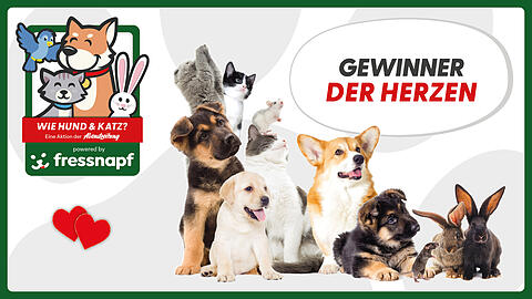 Wie Hund & Katz: Gewinner der Herzen