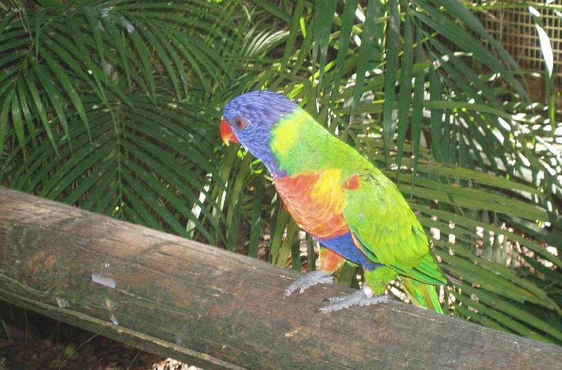 Ein Vogel entspannt an der Plage Caravelle.