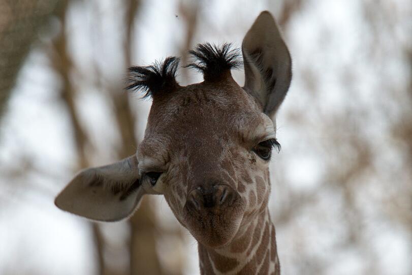Ein zuckersüßes Giraffenbaby wartet im Tierpark Hellabrunn auf Besucher. Zwei Wochen ist es gerade alt. Hier gibt's schon mal die nettesten Fotos von dem putzigem Tierchen.
