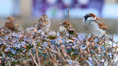 Die letzten Spatzen vom Marienhof.