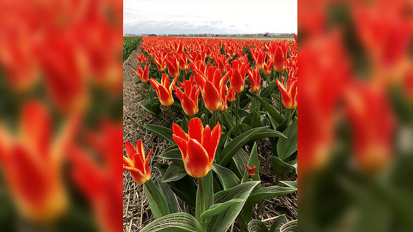 Ein Tulpenfeld voller Mariss Jansons.