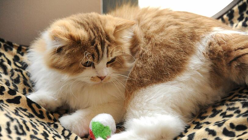 Eine Hauskatze. Der neue Tierschutzbericht nennt Möglichkeiten, wie man die Zahl der streunenden Tiere verringern kann. Eine Hauskatze. Der neue Tierschutzbericht nennt Möglichkeiten, wie man die Zahl der streunenden Tiere verringern kann.