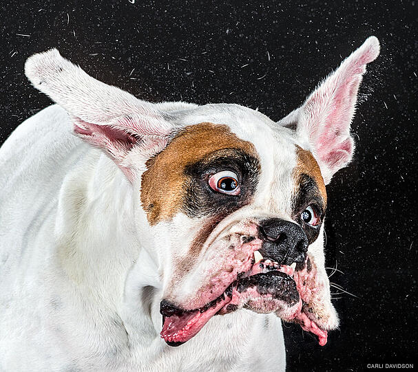 Boxer "Dax" rollt beim Schütteln furchterregend mit den Augen.