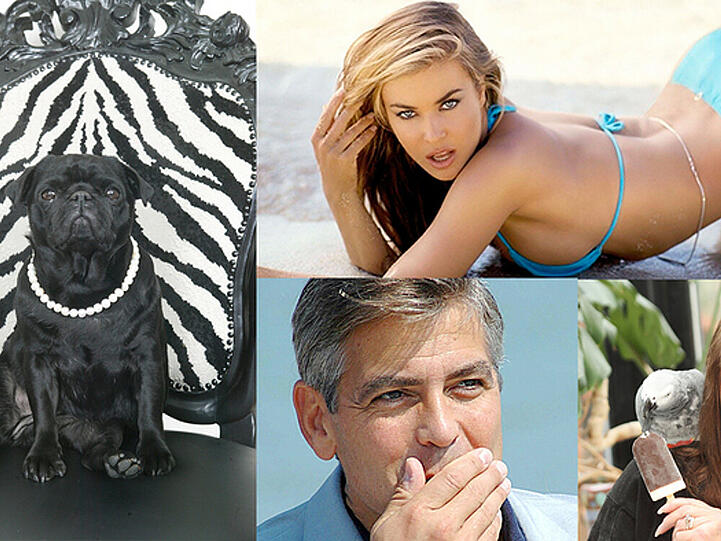 Von Mops bis Papagei: Das sind die Haustiere der Stars