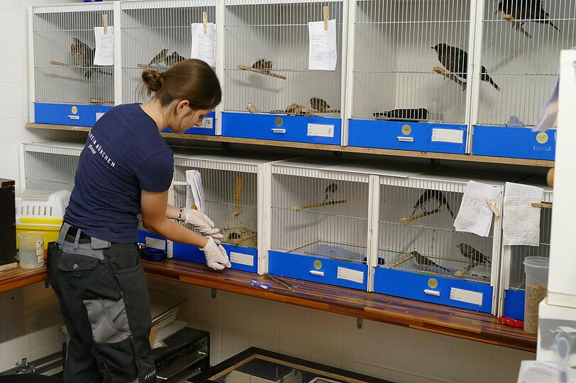 400 Wildtiere finden aktuell im Münchner Tierheim in Riem Schutz. 400 Wildtiere finden aktuell im Münchner Tierheim in Riem Schutz.