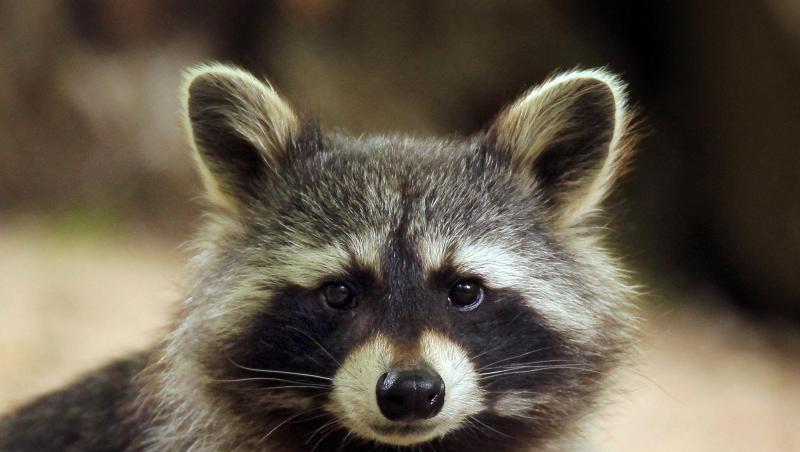 Als Waschbären plötzlich taumelten, fürchteten die Bewohner von Milton in West Virginia Tollwut. Doch als die Polizei die Tiere einfing, entpuppte sich die Angelegenheit als Trunkenheit. Als Waschbären plötzlich taumelten, fürchteten die Bewohner von Milton in West Virginia Tollwut. Doch als die Polizei die Tiere einfing, entpuppte sich die Angelegenheit als Trunkenheit.