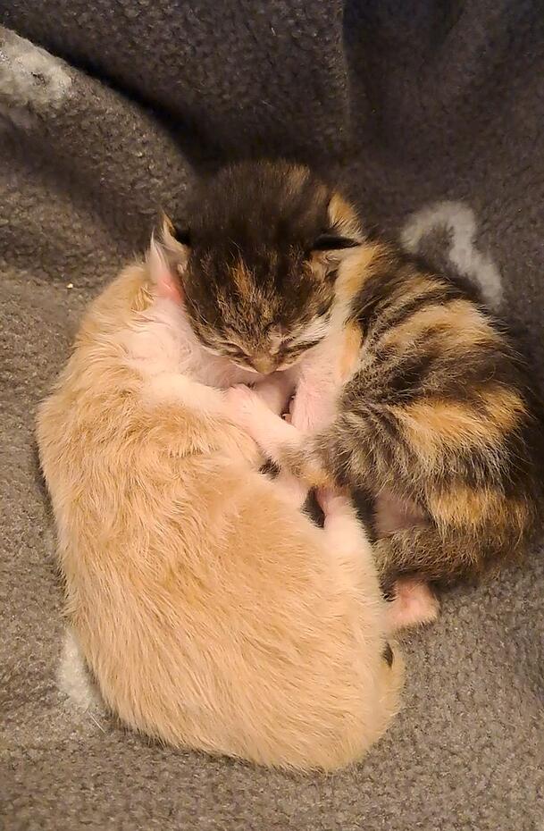 Noch am selben Tag brachte die Katze zwei Jungtiere auf die Welt. Noch am selben Tag brachte die Katze zwei Jungtiere auf die Welt.