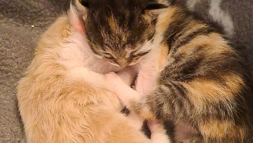 Noch am selben Tag brachte die Katze zwei Jungtiere auf die Welt. Noch am selben Tag brachte die Katze zwei Jungtiere auf die Welt.
