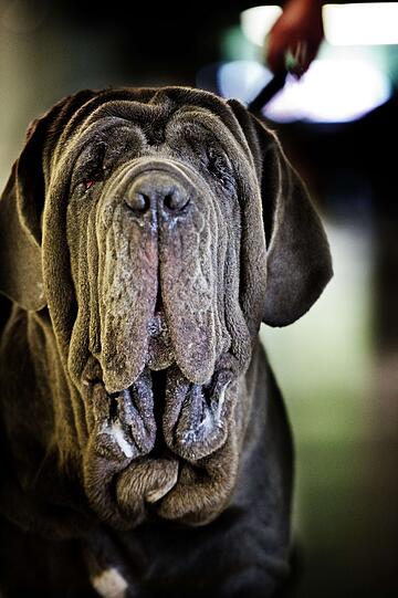 Style ist alles! Bei verschiedenen Schönheitswettbewerben wird der schönste Hund gekürt. Die Bilder von den Wettbewerben in Rotterdamm und Estoril.