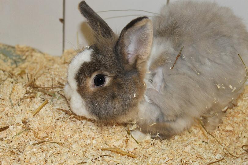 Das Kaninchenpärchen Adrian (langhaarig, ml. kastriert) und Alina (wildfarben) wurden Ende Februar 2014 geboren. Sie kamen zusammen mit weiteren drei Kaninchen ins Heim. Sie warten seit April 2014 auf liebe Tierfreunde, die sich um das Duo kümmern wollen. 

Ein großzügiger Käfig mit abwechslungsreicher Einrichtung, täglich Freilauf und passendes Futter würde ihnen gut gefallen. Adrian muss wegen seines längeren Fells täglich gebürstet werden.