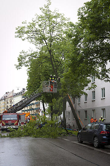 ...beginnen zu sägen. Die ersten Äste fallen.
