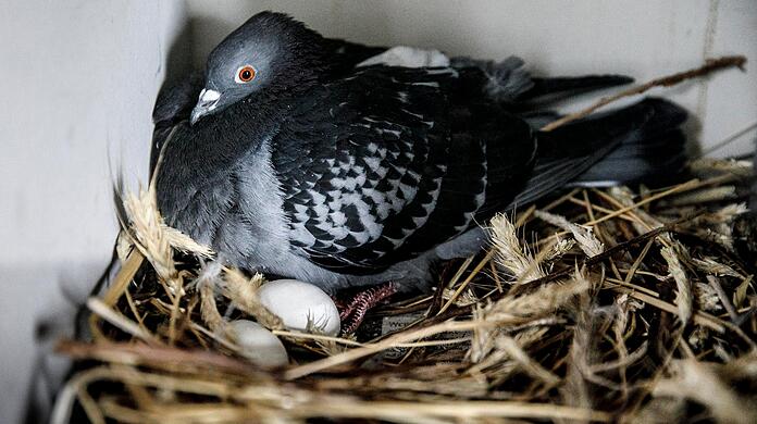 Eine Taube brütet ausgestauschte Gipseier aus in einem Nest in einem Taubenschlag. (Symbolbild).