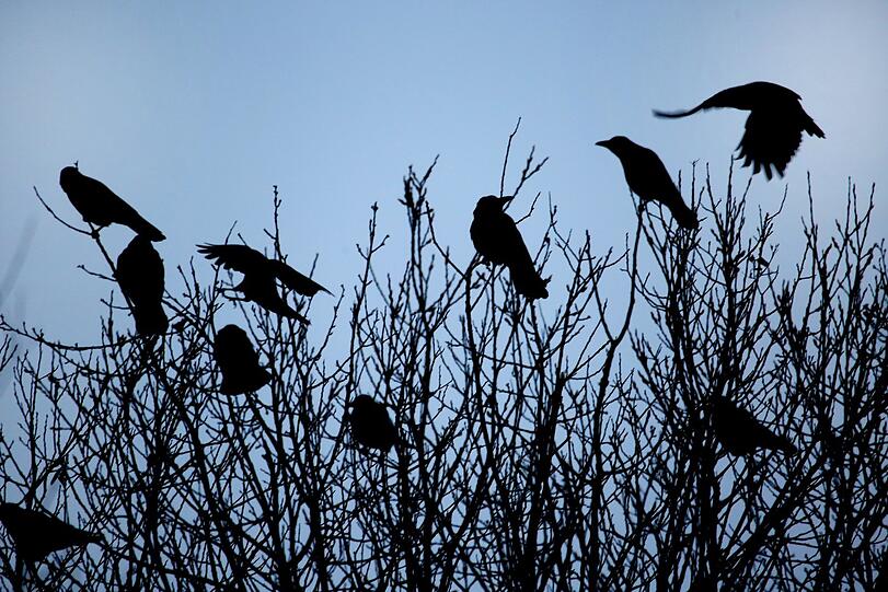 Krähen im Hochnebel. Sie wirken fast wie ein Scherenschnitt. Wenn ihnen etwas nicht passt, schimpfen sie lautstark. Fotos: Sigi Müller