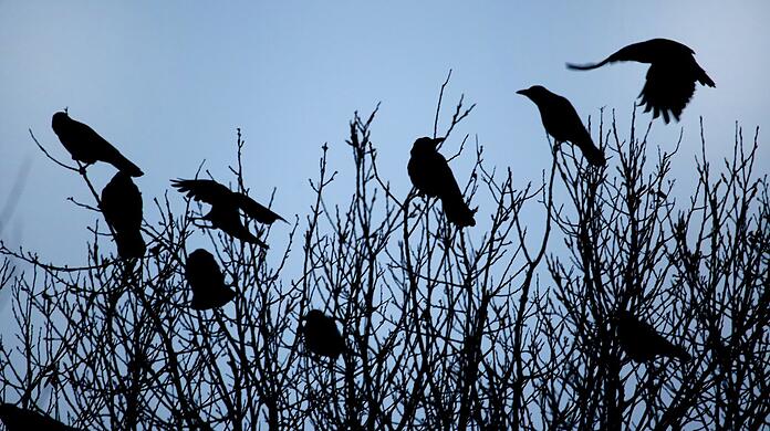Krähen im Hochnebel. Sie wirken fast wie ein Scherenschnitt. Wenn ihnen etwas nicht passt, schimpfen sie lautstark. Fotos: Sigi Müller