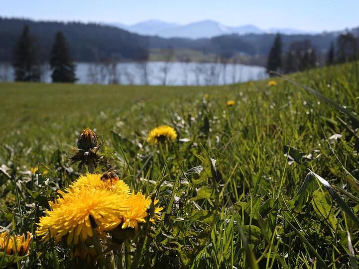 Eine Biene sitzt auf einer Löwenzahnblüte oberhalb des Niedersonthofener Sees. Foto: Karl-Josef Hildenbrand/dpa/Archivbild
