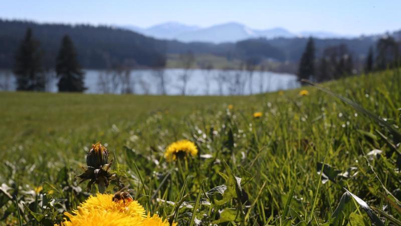 Eine Biene sitzt auf einer Löwenzahnblüte oberhalb des Niedersonthofener Sees. Foto: Karl-Josef Hildenbrand/dpa/Archivbild Eine Biene sitzt auf einer Löwenzahnblüte oberhalb des Niedersonthofener Sees. Foto: Karl-Josef Hildenbrand/dpa/Archivbild
