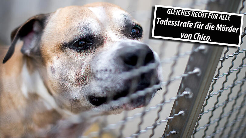 Tierschützer fordern die Todesstrafe für diejenigen, die Kampfhund Chico einschläferten.
