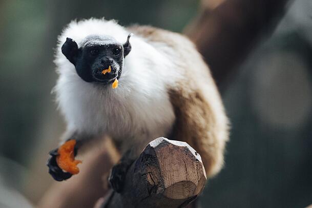 Zweifarbentamarine gelten als vom Aussterben bedrohte Art.