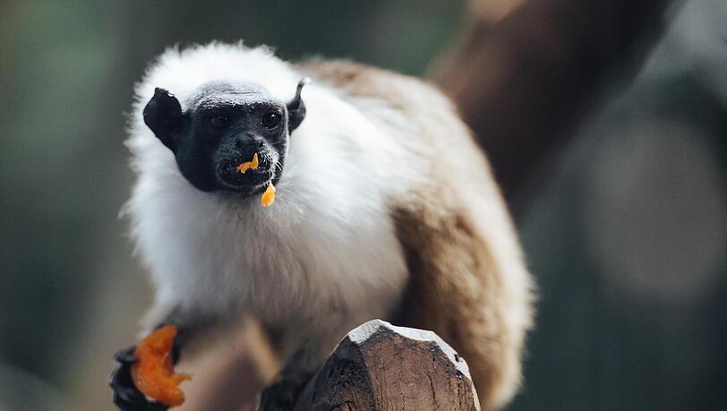 Zweifarbentamarine gelten als vom Aussterben bedrohte Art. Zweifarbentamarine gelten als vom Aussterben bedrohte Art.