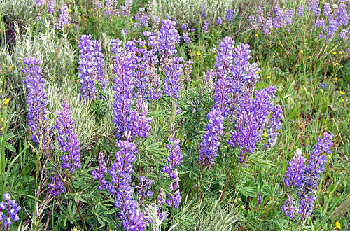 Blühende Lupinen, Foto: Miroslaw/Pixelio
