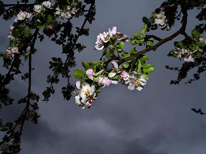 Ein blühender Apfelbaum steht vor dunklen Regenwolken. Foto: Karl-Josef Hildenbrand/dpa