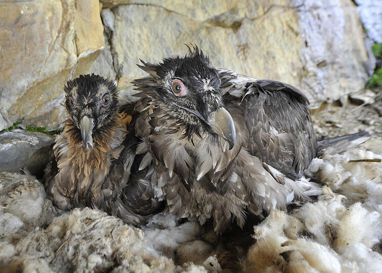Zwei Junggeier-Weibchen sitzen in einer Auswilderungsnische im Calfeisental in der Schweiz - ihr erster Tag im Freien nach der Aufzucht.