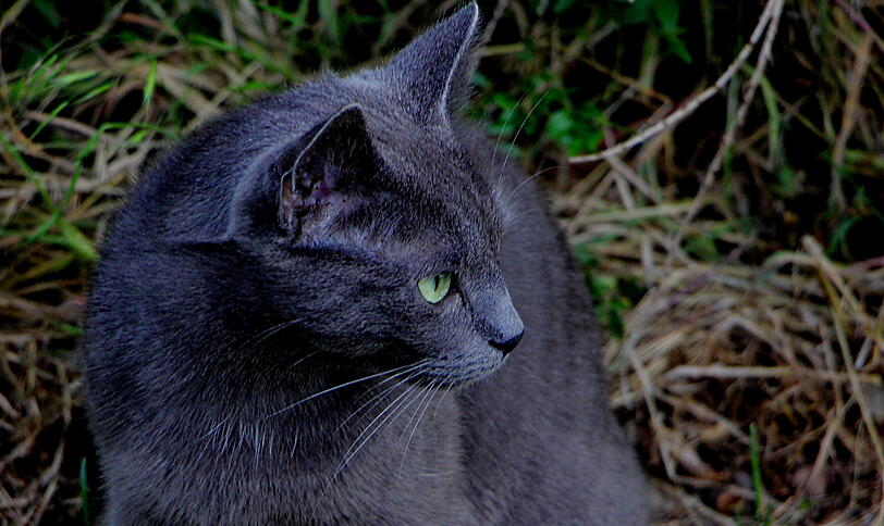 Felicitas