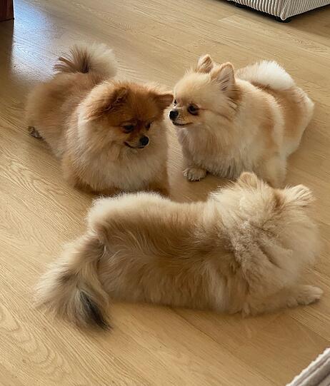 Hunde Fendi und Fereni (Pomeranian Spitz)