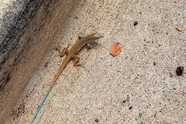 Eine New-Mexico-Rennechse der Gattung Aspidoscelis. Eine New-Mexico-Rennechse der Gattung Aspidoscelis.