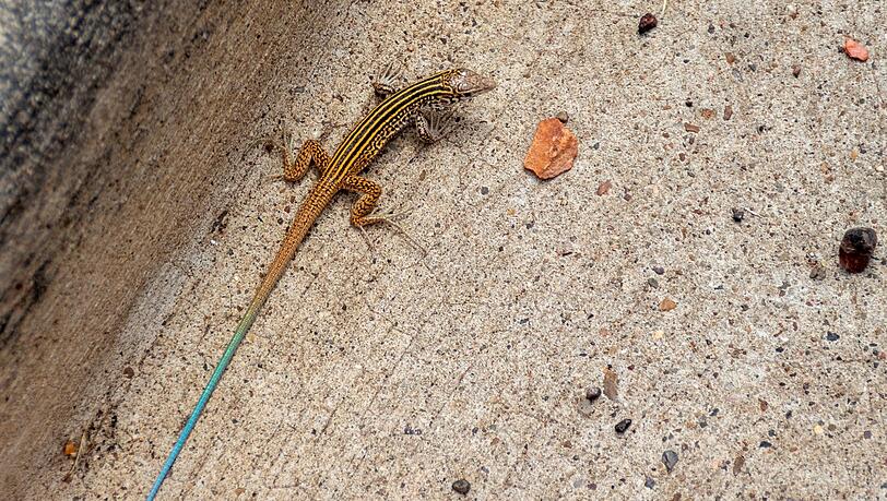 Eine New-Mexico-Rennechse der Gattung Aspidoscelis. Eine New-Mexico-Rennechse der Gattung Aspidoscelis.