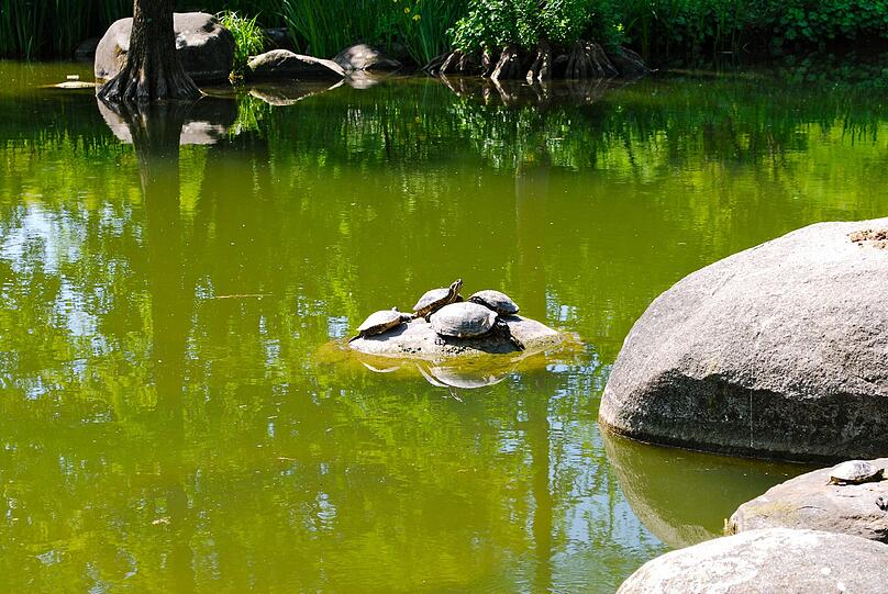... am Wasser im Grünen.