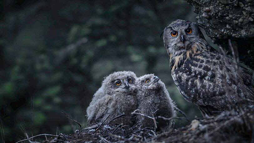 Ein Uhu mit seinen zwei Jungen. F&uuml;r seine Aufnahmen durchstreifte Vincent Munier die Vogesen quer durch alle Jahreszeiten.