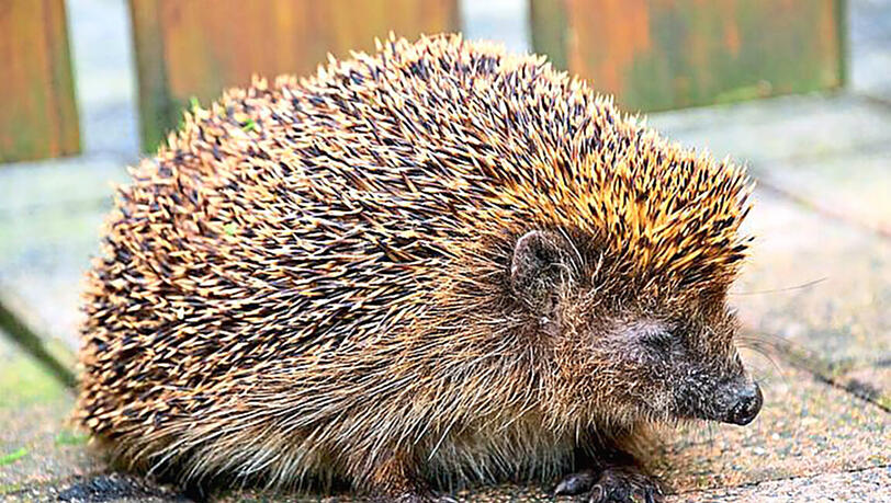 Die Igelstation Gröbenzell betreut hilfsbedürftige Tiere. Die Igelstation Gröbenzell betreut hilfsbedürftige Tiere.