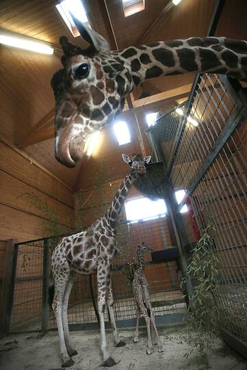 Familienzuwachs bei den Giraffen im Tierpark Hellabrunn: Mitte März brachte Mama Kabonga einen gesunden kleinen Giraffenbullen zur Welt. Einen Namen hat der Bub zwar noch nicht - aber ist jetzt schon ein kleiner Star.