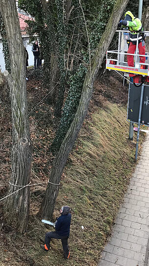 Ein Baum muss gefällt werden, er steht dem Boot in der Luft im Weg.